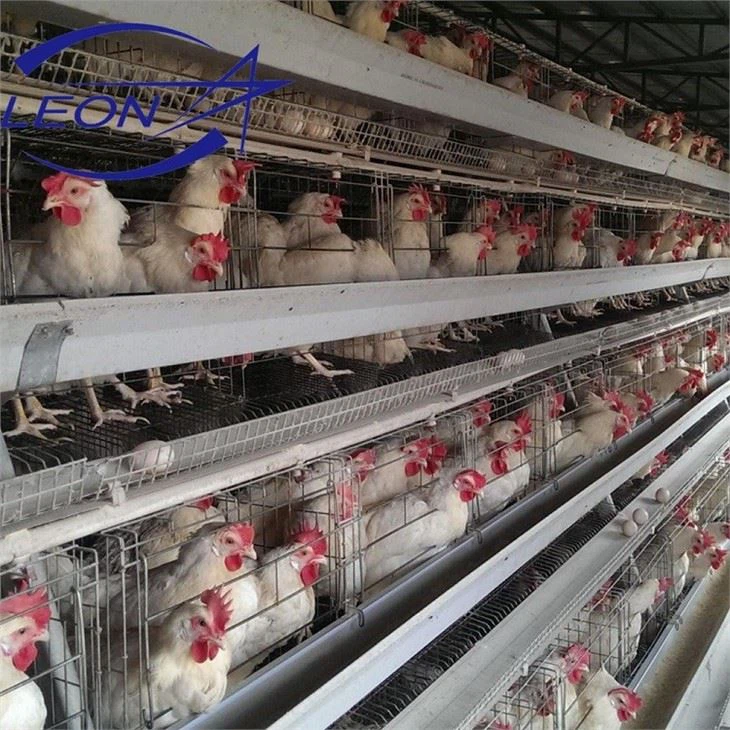 Layer Cage In Animal Cages Layer Cage In Animal Cages