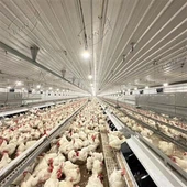 بریڈر مرغیوں کے لیے پولٹری کا سامان